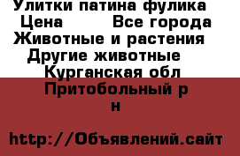 Улитки патина фулика › Цена ­ 10 - Все города Животные и растения » Другие животные   . Курганская обл.,Притобольный р-н